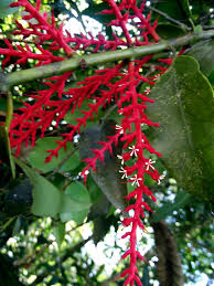 Image result for Helixanthera