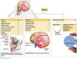 Cranial And Facial Subdivisions Of The Skull Human Bones Anatomy Human Anatomy And Physiology Medical Anatomy