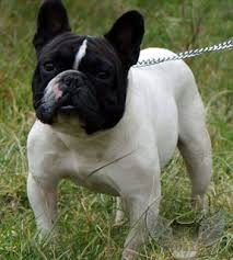 Perros Perros Y Cachorros Bulldog Frances Corto En Distrito Federal En Mercado Libre Mexico Encontré en esta web el mejor precio de pienso bulldog francés comparando con muchas otras páginas me decidí por informarme por teléfono. mercado libre mexico