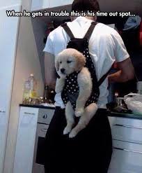 Naughty Funny Animal Pictures Funny Animals Cute Animals