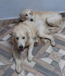 Check spelling or type a new query. Golden Rescue Journey To Joy Rescued Golden Retrievers Including A Three Month Old Blind Puppy Arriving Monday November 26th At Pearson Airport Direct From Cairo Egypt