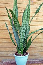 The roots then die back. Snake Plant Mother In Law S Tongue Care Growing Watering Requirements Propagation Plant Index