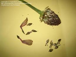 Beginner Gardening: Harvesting Zinnia Seeds, 1 by mawnature