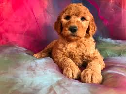 I definitely recommend golden point puppies for your mini goldendoodle! Goldendoodle Puppies For Sale Goldendoodle Breeder In Iowa