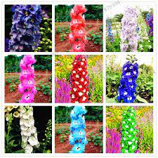 100pcs Bag Mixed Color Rocket Larkspur Seed Consolida Ajacis Delphinium Flowers Potted Bonsai Diy Home Garden Delphinium Flowers Delphinium Flower Pots