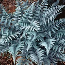 Image result for Athyrium newtonii
