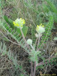 Image result for Dichilus reflexus