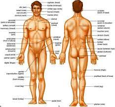 The anatomical name for the two bones of the forearm (lower arm) are the _and the. Pin On Stuff To Buy