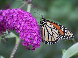 Monarch On Butterfly Bush Butterfly Bush Butterfly Photos Butterfly Garden