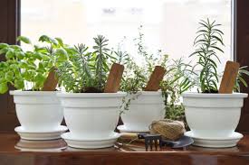 Tender herbs like parsley, coriander, and tarragon can last up to three weeks! Planting Fresh Herbs From The Produce Section Can You Grow Grocery Store Herbs