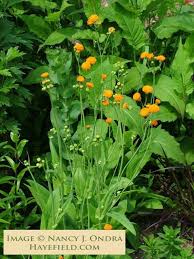 The third species, emilia coccinea is an ornamental that may. Emilia Javanica Irish Poet Tassel Flower 30 Seeds Unusual Flowers Ornamental Grasses Seeds