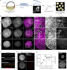 In animal skin tissue cell division is responsible for. Tissue Mechanics Drives Regeneration Of A Mucociliated Epidermis On The Surface Of Xenopus Embryonic Aggregates Nature Communications