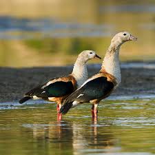 Image result for Urochloa jubata