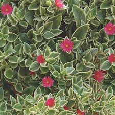 Colorful foliage and red flowers. Pin On Feathers Fur Flowers Oh My