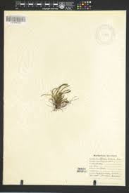 Image result for Vittaria reekmansii