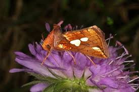 Image result for Plusia putnami