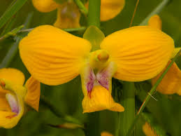 Image result for Eulophia angolensis