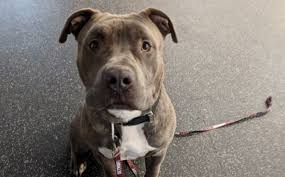Sep 23, 2017 · dogs who eat pizza might especially enjoy the crusts, which are not directly harmful. What Do You Do If Your Dog Ate An Onion