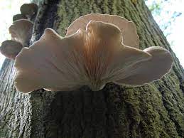 We did not find results for: Pleurotus Ostreatus Wikipedia