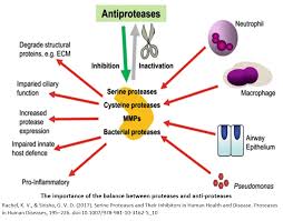 Protease inhibitors are compounds which inhibit or antagonize biosynthesis or actions of proteases (endopeptidases). Serine Proteases Inhibitors Library Custom Design Worldwide Delivery