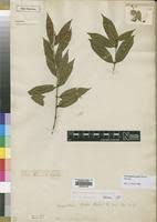 Image result for Pauridiantha