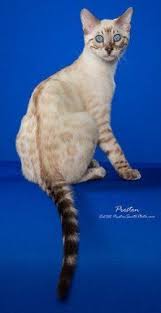 Why buy a siamese kitten for sale if you can adopt and save a life? 100 Animals Ideas Animals Animals Beautiful Beautiful Cats