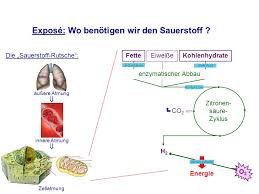 Seminarthemen Atmung Ppt Video Online Herunterladen