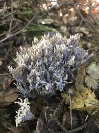 Image result for Clavulina cinerea
