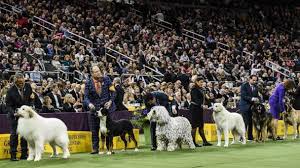 For 2021, the event will move to lyndhurst in tarrytown, new york to be held outdoors. Westminster Dog Show Moved From Madison Square Garden For 1st Time In 100 Years Gma