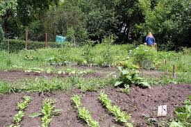 Find 1,180 traveler reviews, 1,784 candid photos, and prices for 547 hotels near botanischer garten und gewaechshaeuser in greifswald, germany. Gemeinschaftsgarten Startet In Saison Nabu Mecklenburg Vorpommern