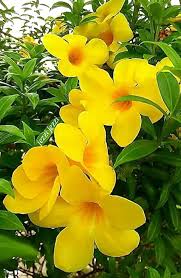 We did not find results for: Pin De Tracy Smith En Dom Dvor Sad Flores Exoticas Flores Bonitas Flores Amarillas