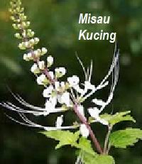 Kumis kucing juga sering dijadikan obat saluran kemih hingga kandungan kumis kucing antara lain mengandung tinggi kalium, glikosida, orthosiponon yang bagus untuk menurunkan kadar asam urat, fosfat, dan oksalat. Anim Agro Technology Misai Kucing Kesan Panel Solar