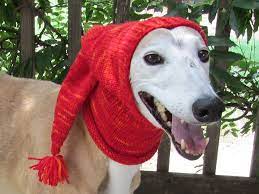 Pointy Greyhound Hood Pattern By Nikki Atkins Crochet Dog Hat Dog Snood Crochet Dog