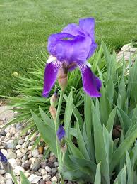 Pin On Mygardenanswers