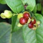 Image result for Tetracera alnifolia