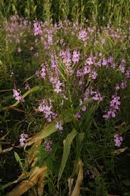 Image result for Striga junodii