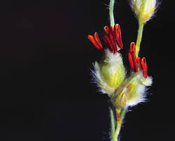 Image result for Panicum heterostachyum