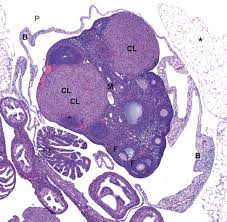 The inner surface is lined by the stratified squamous epithelium. Mesothelium An Overview Sciencedirect Topics