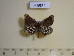 Image result for Heteropterus morpheus