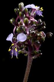 Image result for Aneilema leiocaule