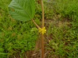 Image result for Corchorus olitorius