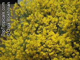 Image result for Spartium