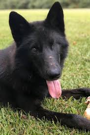 A La Recherche De Son Chien Perdu Il Recoit Un Message Anonyme Lui Annoncant Qu Il A Ete Tue Chien Comportement Du Chien Chien Loup