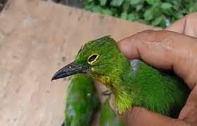 Tips Penanganan Cucak Ijo Sakit Dengan Ramuan Alami Burung Alam