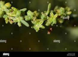 Image result for Suaeda monoica