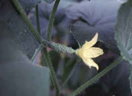 Image result for female flowers cucumber