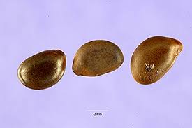 Image result for Senna bicapsularis