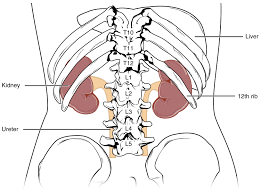 The portion of the small intestine between the stomach and jejunum. Alg Uga Anatomy And Physiology 2 Lab Manual