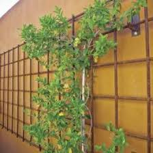 Vertical gardens is dé specialist op het gebied van ontwerp, aanleg en onderhoud van verticale tuinen. Go Vertical With Vines Phoenix Home Garden Trellis Plants Vertical Garden Arizona Backyard Ideas Phoenix
