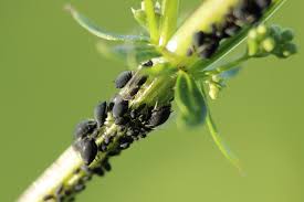 Remove aphids by hand by spraying water or knocking them into a bucket of soapy water. 8 Natural Ways To Get Rid Of Aphids Rebooted Mom
